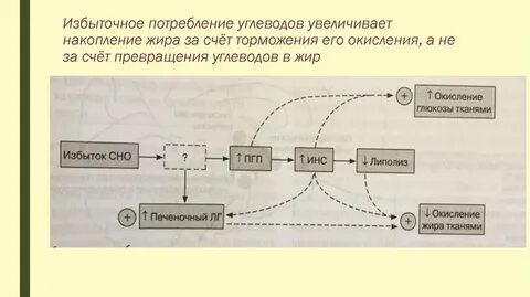 Накопление жиров