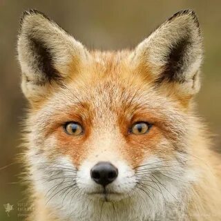 Foxs