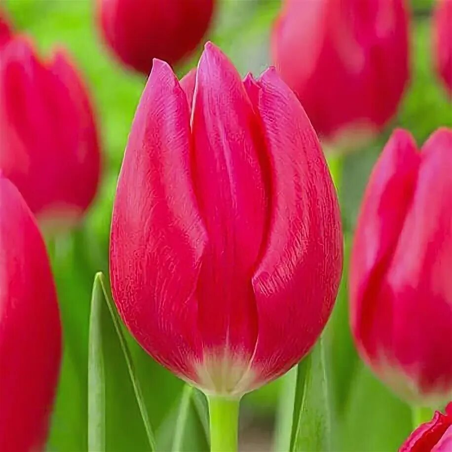Bright pink tulips in the bright sun free image download