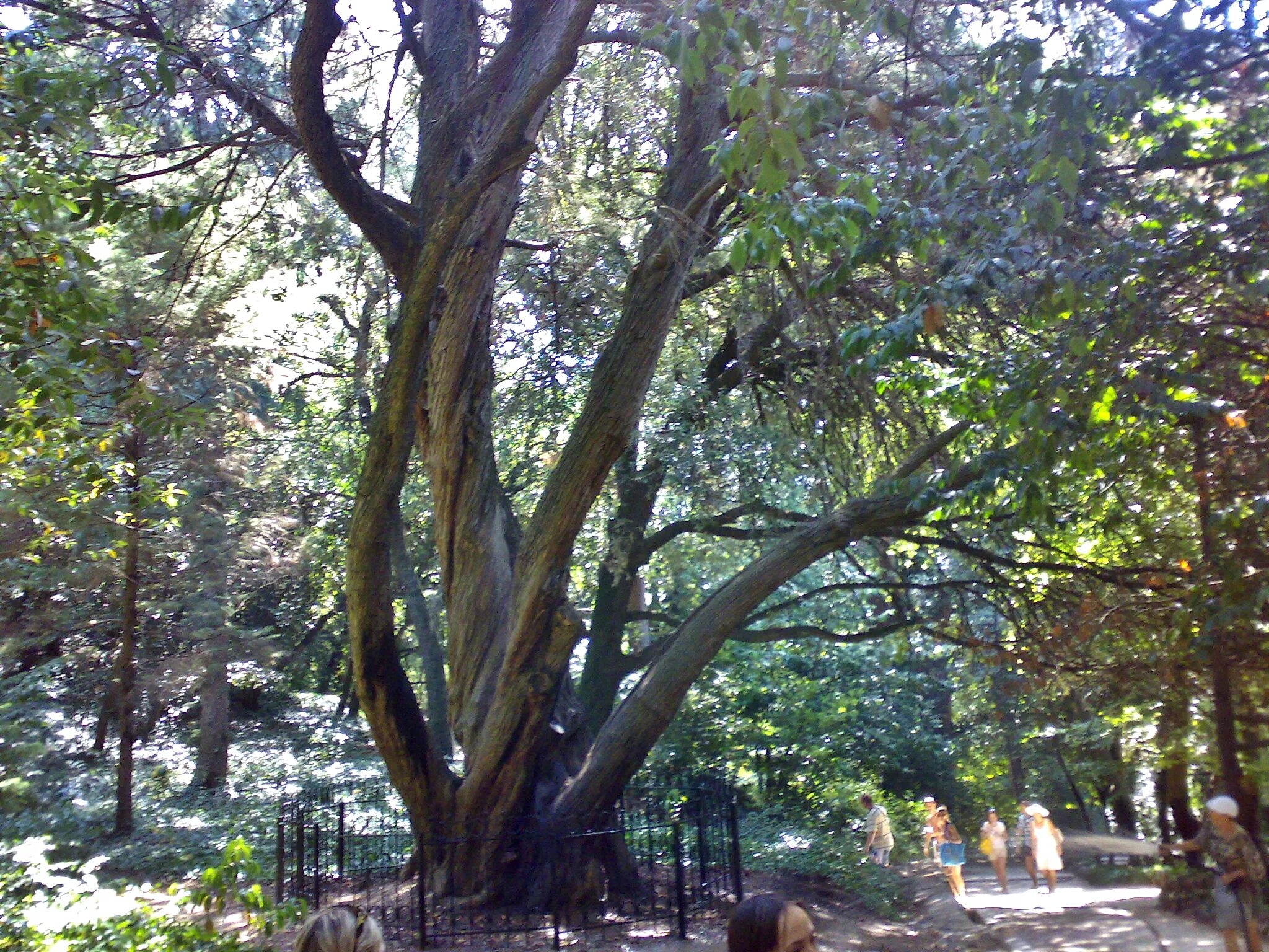 Платан крымск. Платан (plátanus) дерево. Платан в никитском ботаническом саду. Дерево платан чинар турция. Платан востока 6.