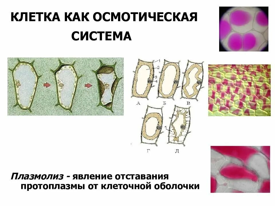 Вязкое полужидкое содержимое растительных клеток