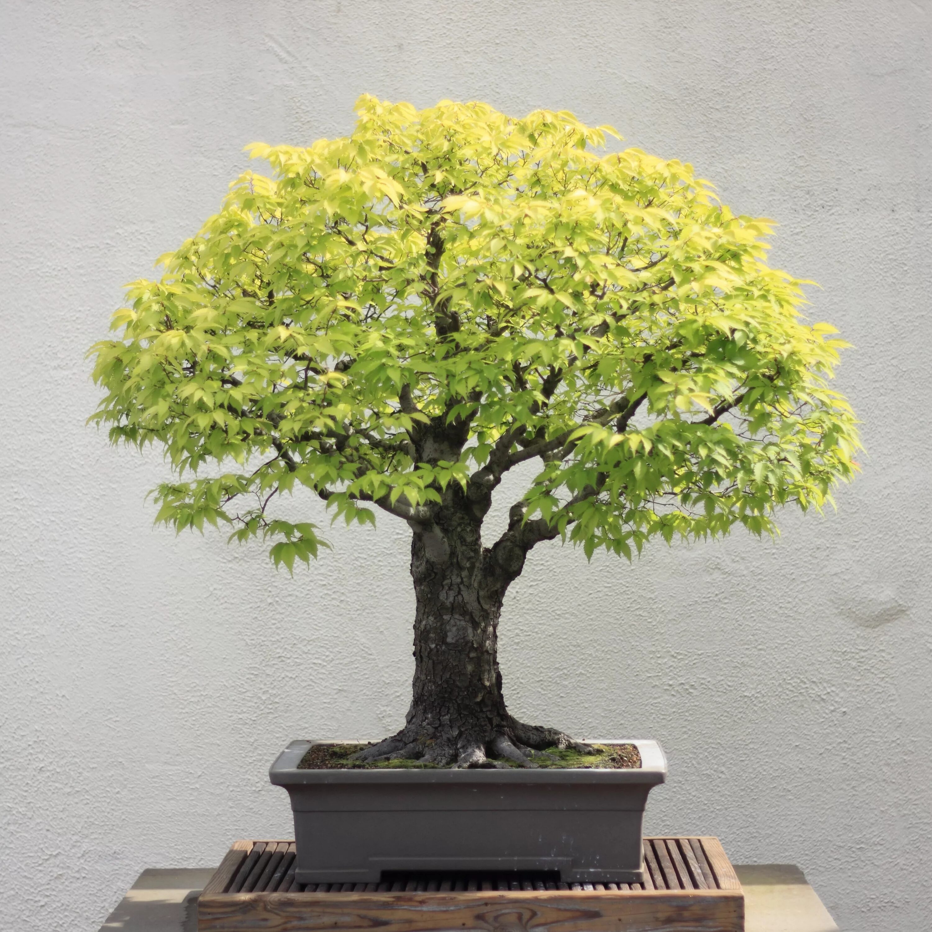 Красивое небольшое дерево. Zelkova serrata бонсай. Дзельква бонсай. Дерево Zelkova serrata. Дзельква японская бонсай.