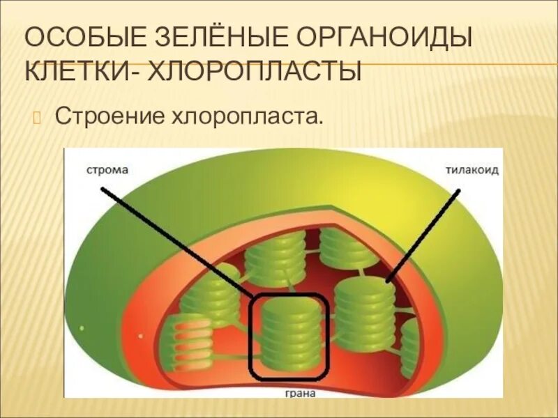 Хлоропласт заполнен. Строение хлоропласта фотосинтез. Внутреннее строение хлоропласта. Хлоропласт рисунок. Строение хлоропласта рисунок.