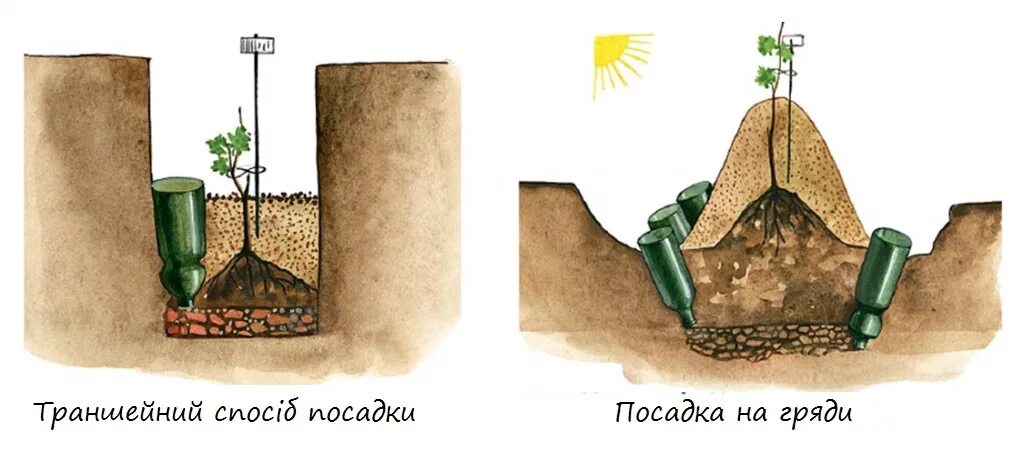 Посадка винограда весной саженцами. Посадка саженцев винограда весной в грунт. Посадка винограда на гряды. Посадка винограда в грунт весной. Способы высадки