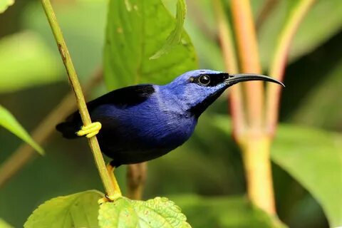These bird