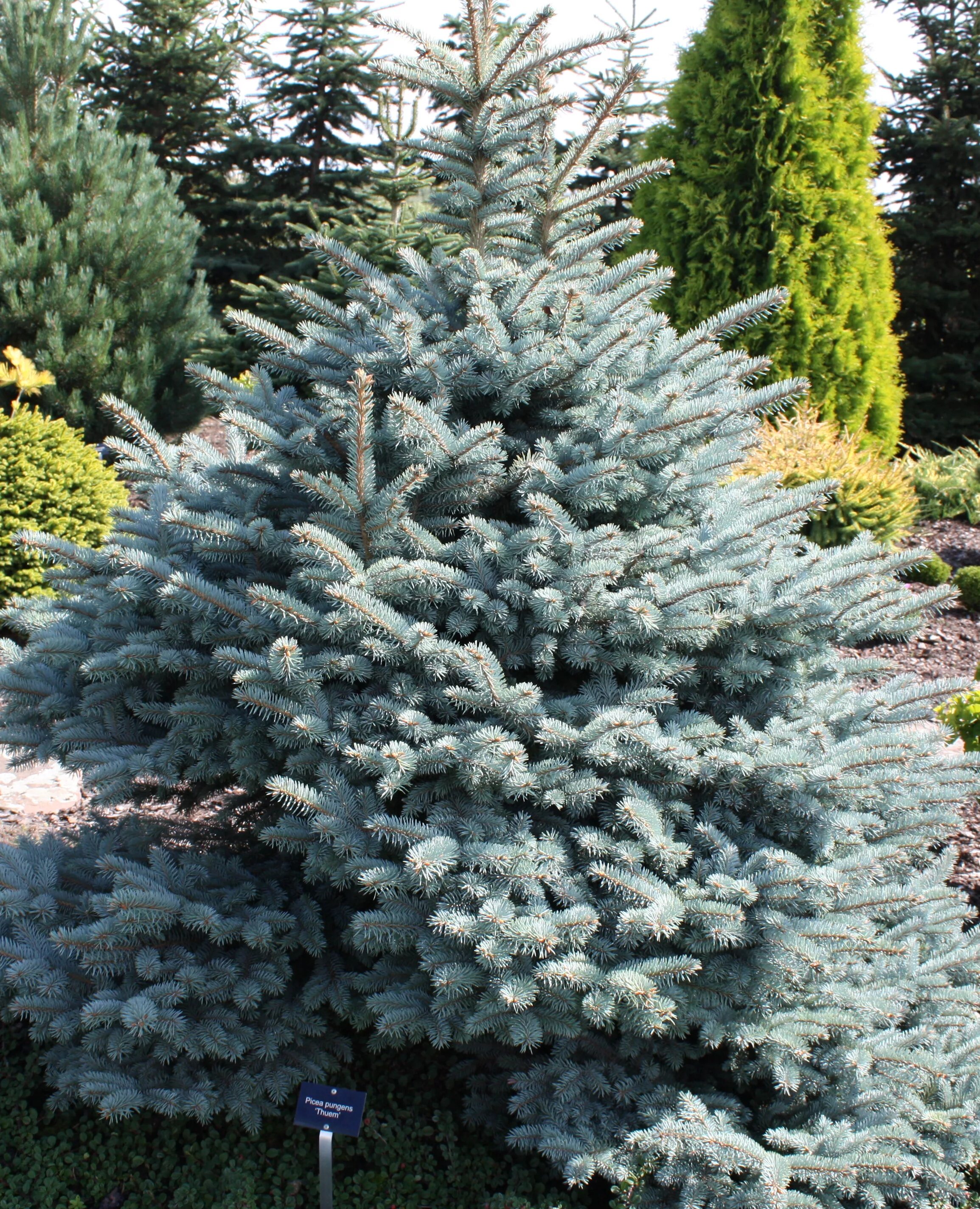 Ель колючая glauca compacta. Ель колючая glauca Kaibab. Ель колючая Picea pungens. Eль колючая (Picea pungens glauca compacta).