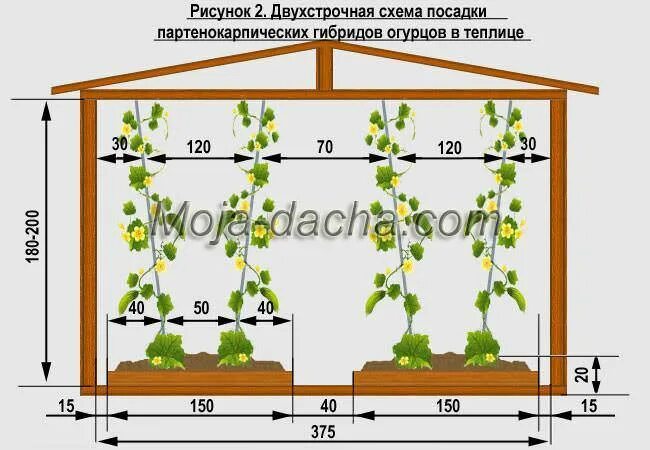 Схема посадки огурцов в теплице. Схема высадки рассады огурцов в открытый грунт. Схема высадки рассады огурцов в теплице. Схема высадки рассады огурцов в теплицу. Расстояние между огурцами при посадке