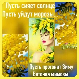 Мимоза афоризмы