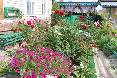 Классические алые розы цвели в палисадниках
