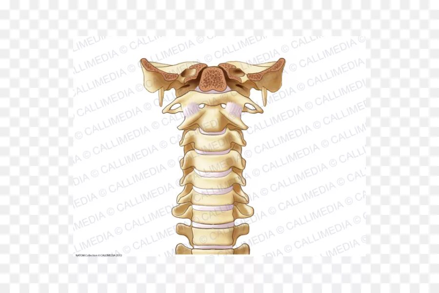 Шейный отдел кости скелета. Скелет шейного отдела. Скелет шейного позвоночника. Шейный позвонок кость. Кости шейные позвоночник.