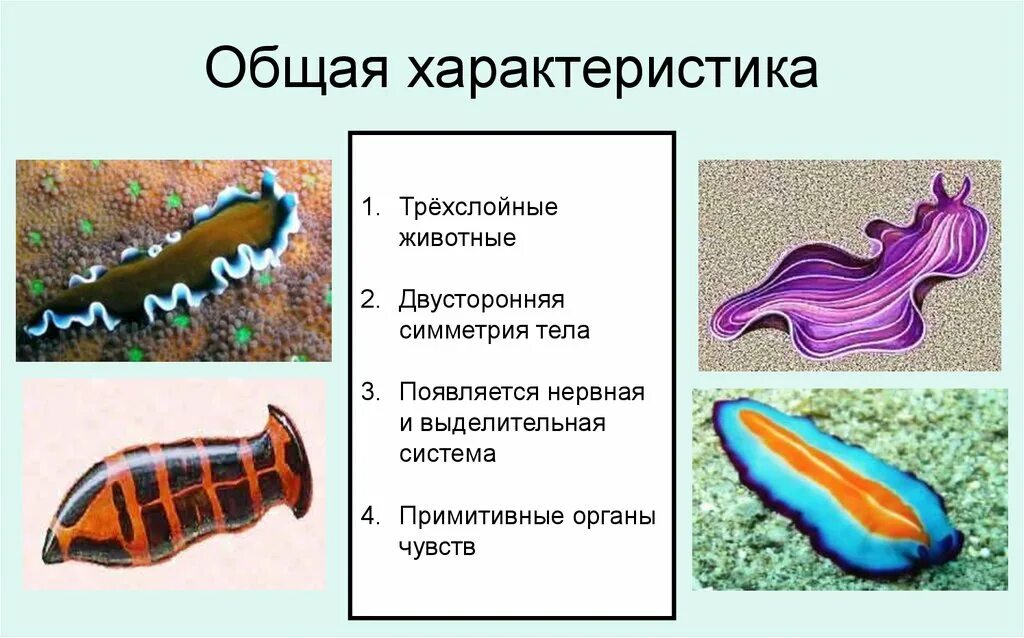 Эволюция трехслойных животных. Плоские черви трехслойные животные. Характеристика трехслойных животных. Двухслойные и трехслойные животные. Плоские черви трехслойное строение.