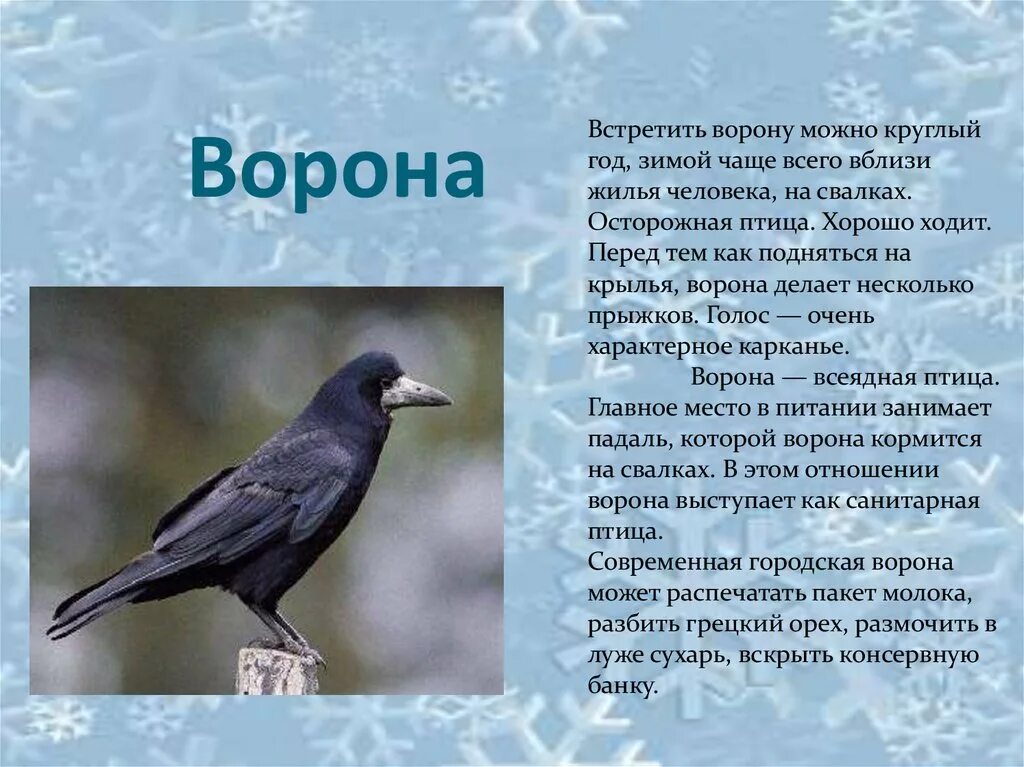 Описание вороны. Информация о воронах. Описание птиц. Описание о вороне.