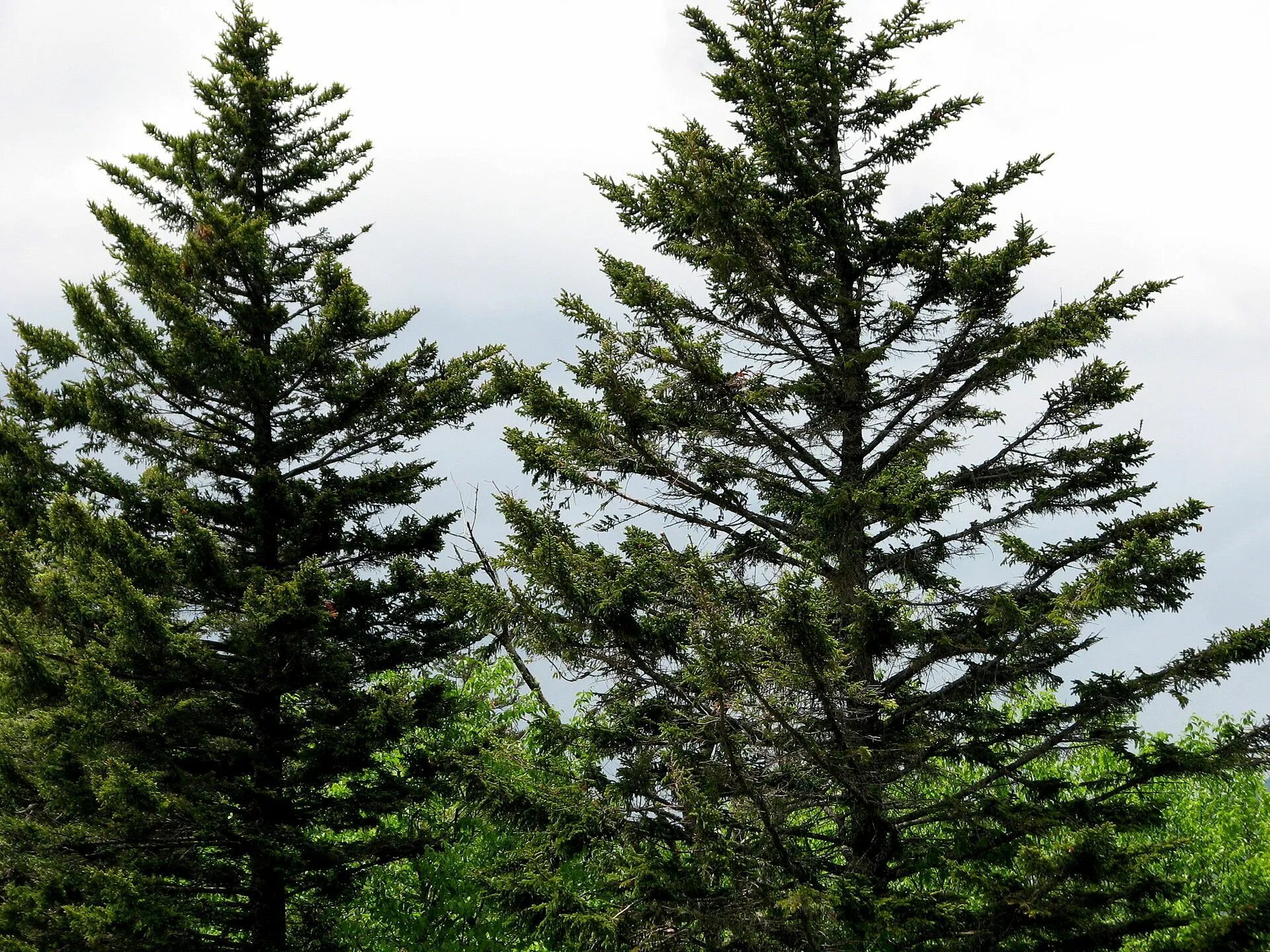 Красные ели в природе. Ель красная Picea Rubens. Ель красная Picea Rubens Nova Scotia Canada. Picea Rubens Pocono. Ель с красными приростами.