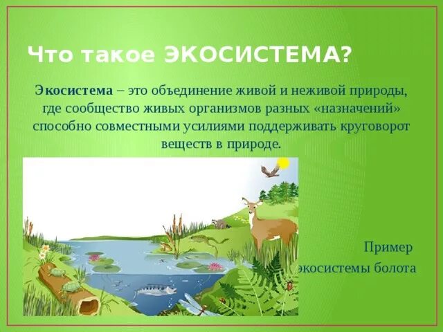 Раскройте зависимость лугового сообщества от неживой природы