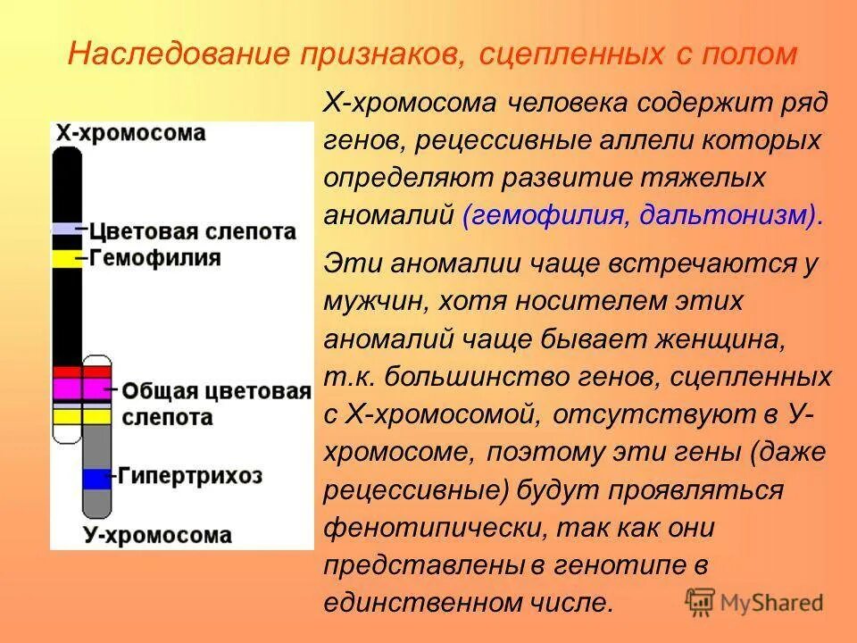 Сцепленное наследование признаков генетика пола. Наследование признаков сцепленных Сполом. Наследование признаков сцепленных с полом у человека. Наследование признаков сцепленных с х хромосомой.