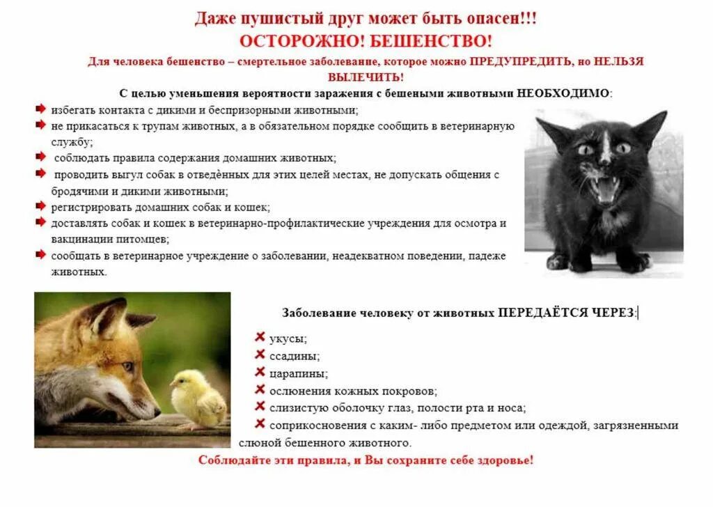 Содержание бешеный