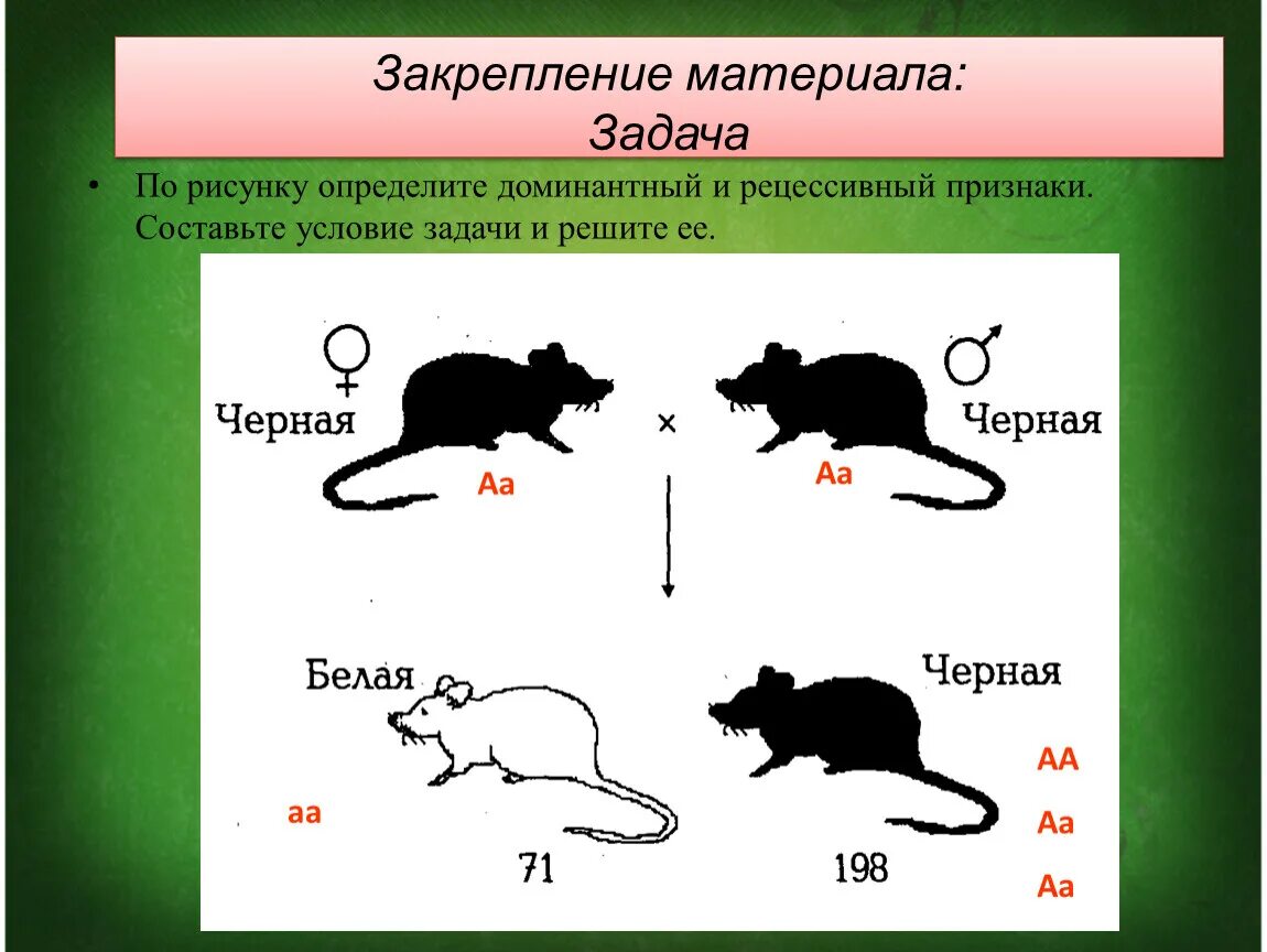 Доминантные признаки мыши. Рецессивный признак. Доминантные и рецессивные признаки. Задачи доминантные и рецессивные. Доминантные и рецессивные гены.