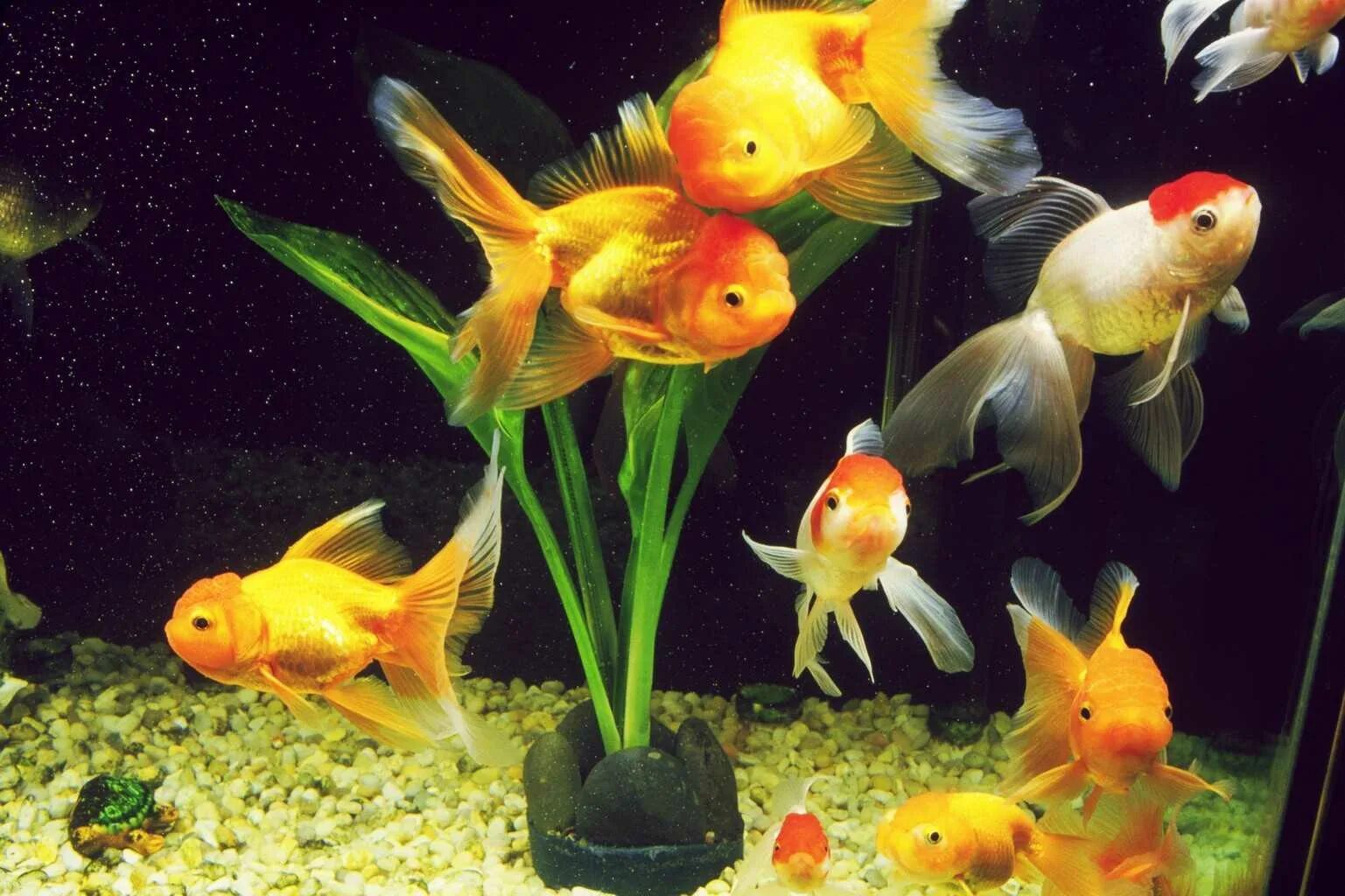 Рыбки для аквариума. Золотая рыбка аквариумная. Красивый аквариум с золотыми рыбками. Декоративные рыбки для аквариума.