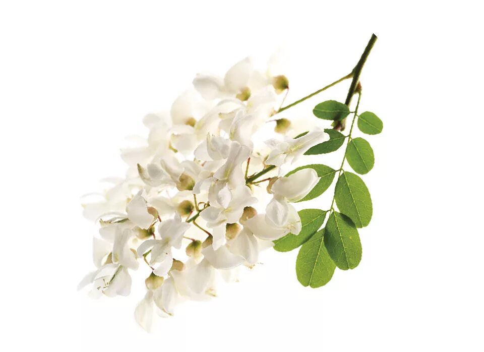 Acacia Flower. Цветущая Акация. Акация белая цветы.