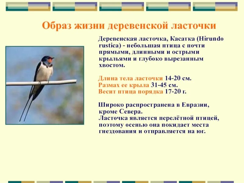 Когда прилетают ласточки весной. Ласточка птица описание. Деревенская Ласточка описание. Описание ласточки. Краткая информация о Ласточке.