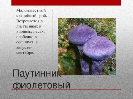 Сообщение о грибах занесенных в красную книгу