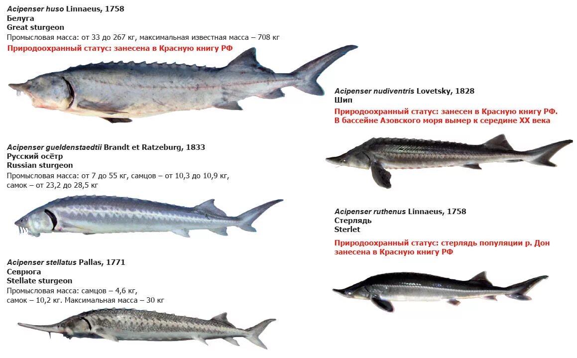 Рыба осетровых пород перечень. Классификация осетровых рыб схема. Рыба семейства осетровых список рыб. Подвиды осетровых рыб.