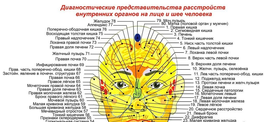 Левая сторона 11. Прыщи на лице отображают болезнь внутренних органов. Диагностические проекционные зоны внутренних органов на голове и шее. Точки на лице отвечающие за органы. Проекция внутренних органов на лице.