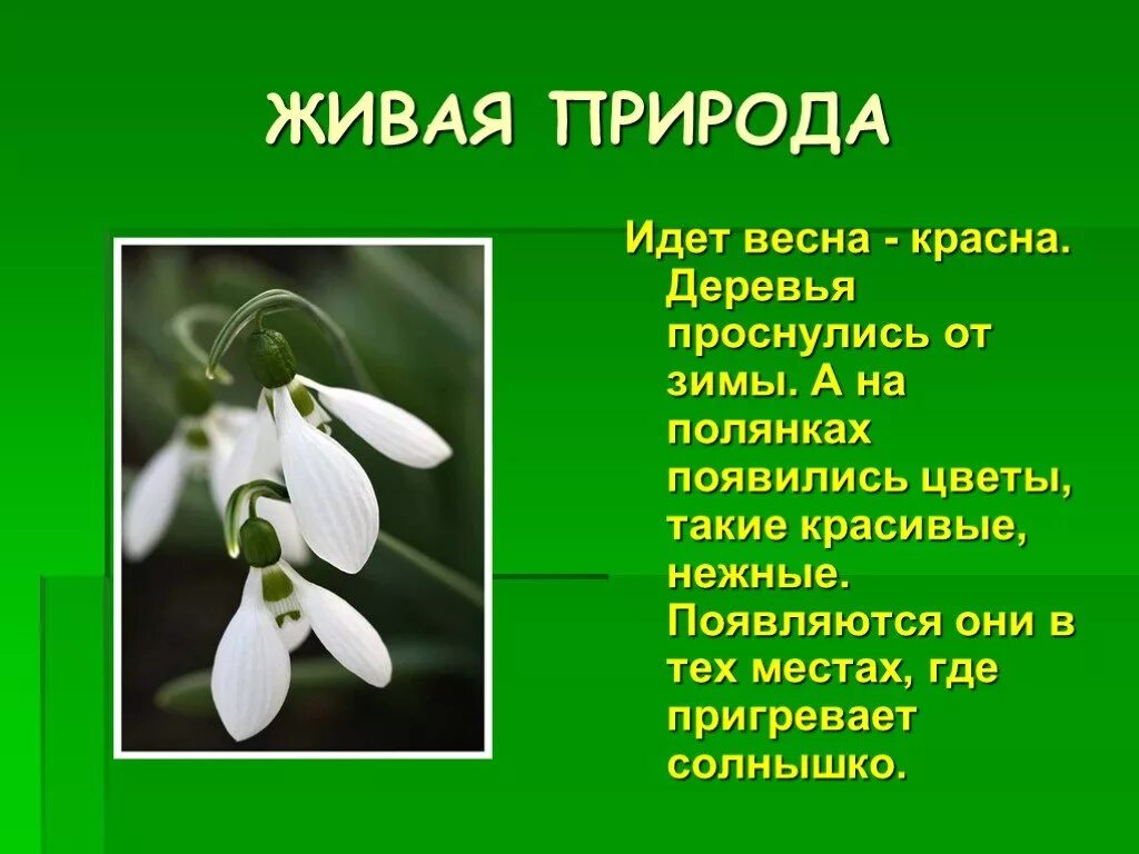 Изменения в живой природе весной. Живая природа весной. Весенние изменения в природе презентация. Живая природа весной презентация.