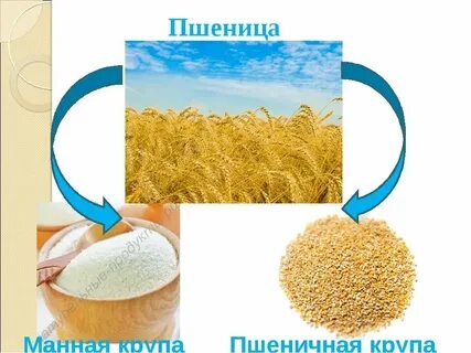 Манная каша пшеница