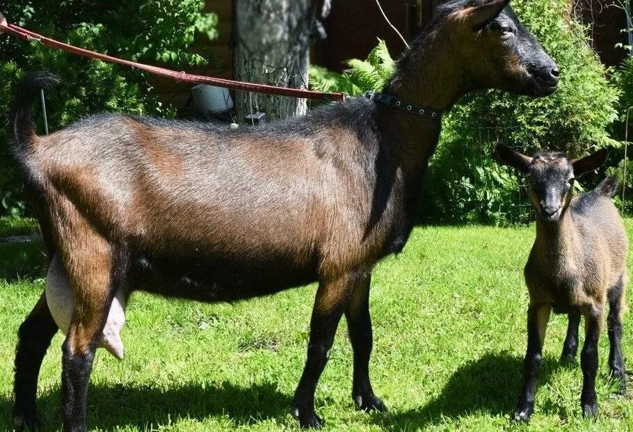 Чешская бурая коза. Чешские гнедые козы. Альпийская чешская коза. Чешские короткошерстные козы.