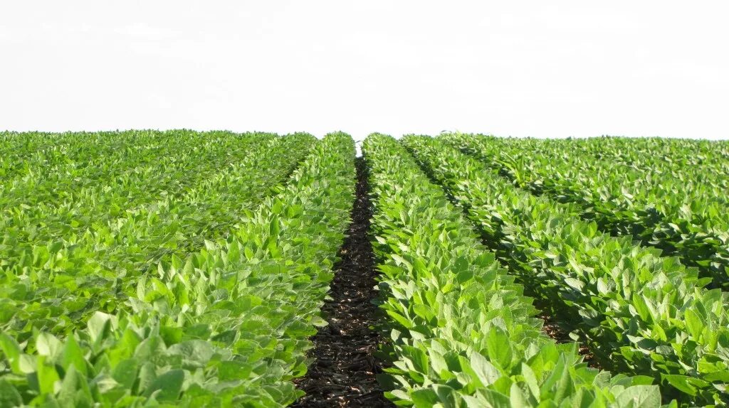 Культивация это в сельском хозяйстве. Фундуковая участок. Плантации сои monsanto в румынии. Плантация сахарной свеклы. Технология выращивания гречихи.