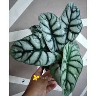 Алоказия сильвер драгон уход