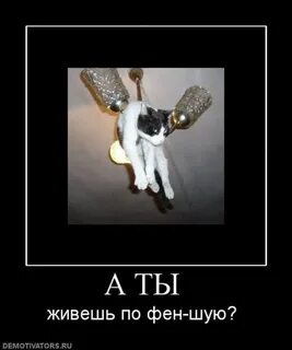 А мне по фен шую