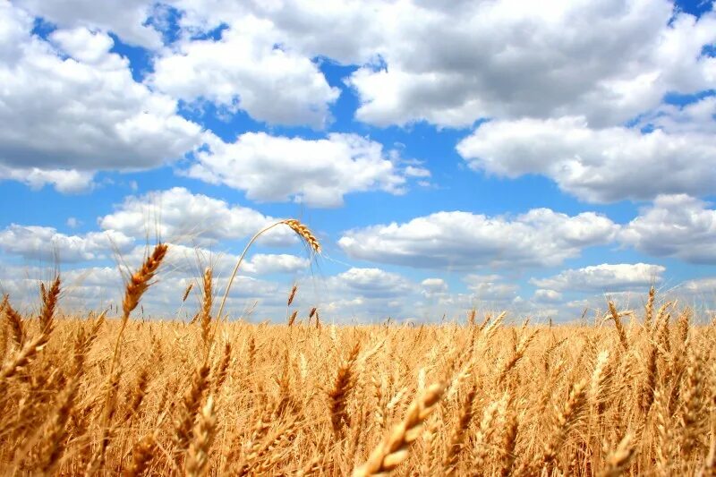 пшеница и небо. золоті поля. пшеница в степи. золоті поля. «пшеничное поле — противостояние» (нью-йорк, сша).