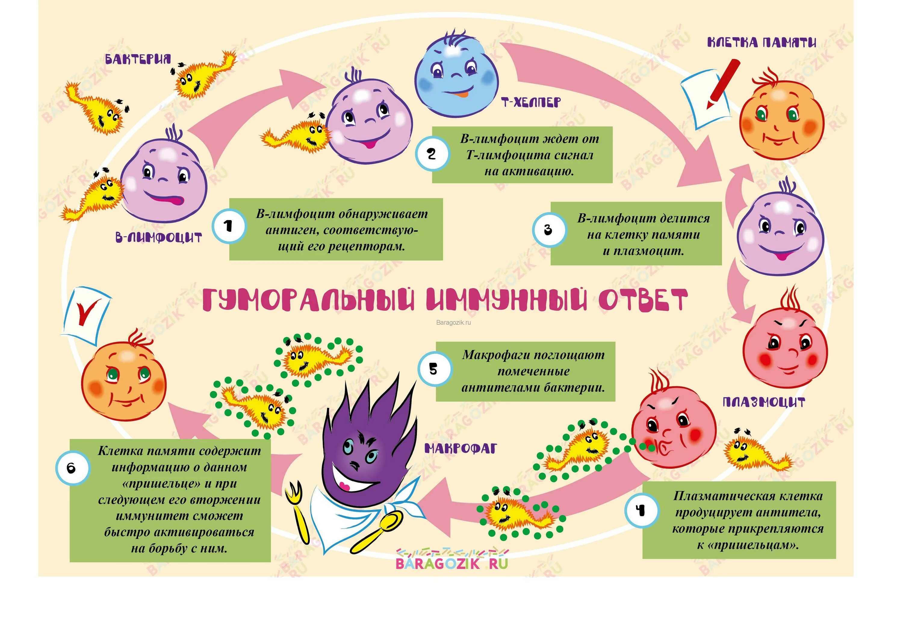 Иммунитет. Плакат на тему иммунитет. Памятка на тему иммунитет. Плакат на тему микробы. Иммунные детские