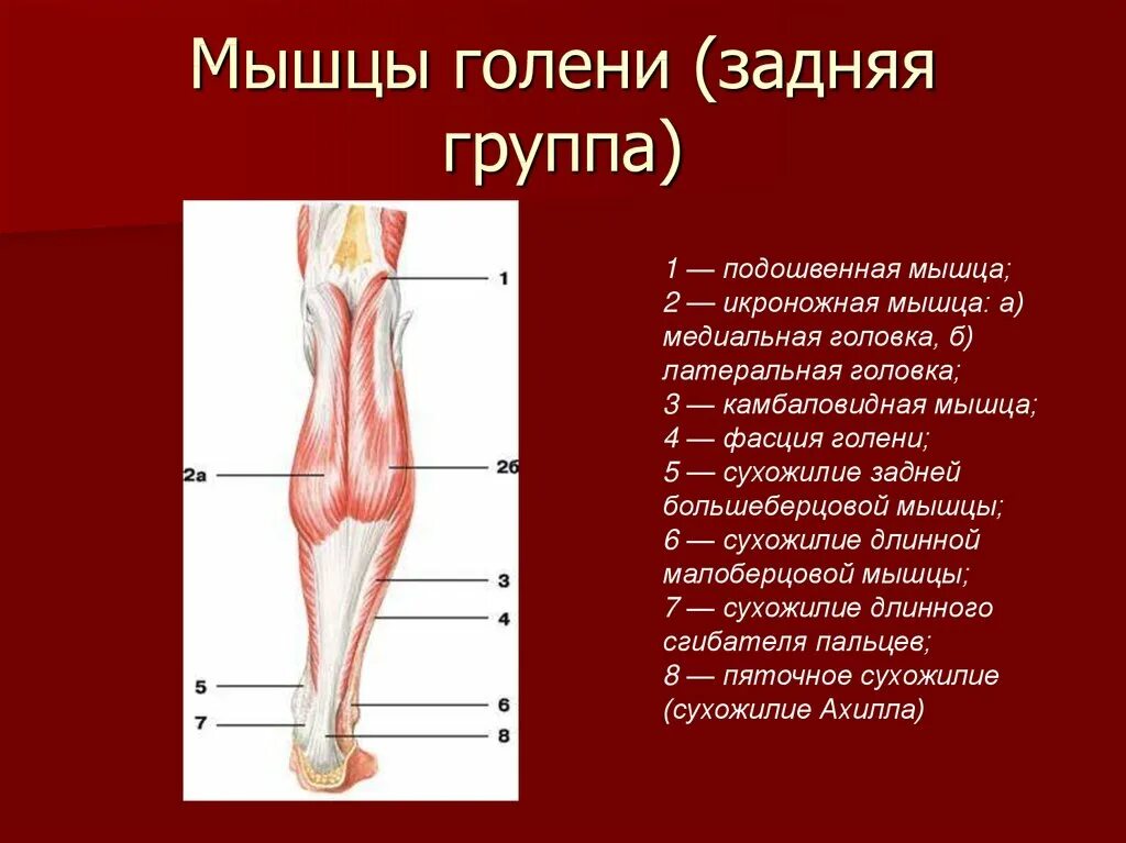 Описание голени. Мышцы задней поверхности голени анатомия. мышцы голени задняя группа анатомия. подошвенная мышца голени анатомия. мышцы голени задняя группа глубокий слой.