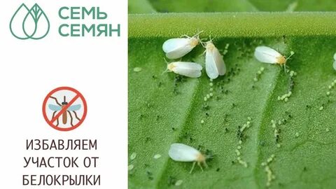 Как избавиться от белокрылки в теплице навсегда