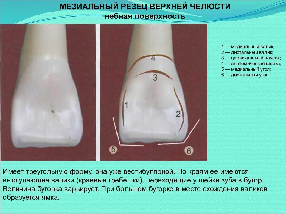 Оральная поверхность зуба