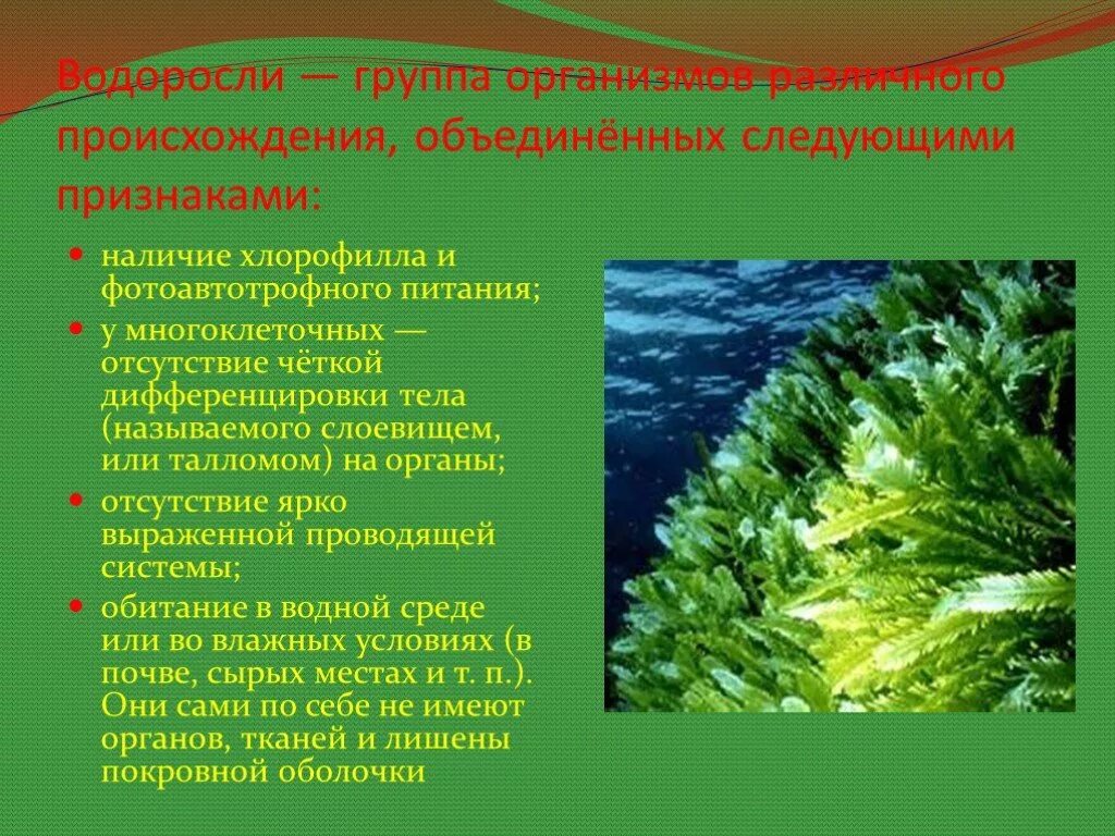 Подготовить сообщение водоросли. Группы водорослей. Что представляют собой водоросли. Водоросли появляются. Доклад про водоросли.