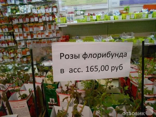 Зеленая страна магазин. Сайт зеленая страна магазин самара. Зеленая страна каталог товаров. Оби сад. Сайт зеленая страна магазин самара.