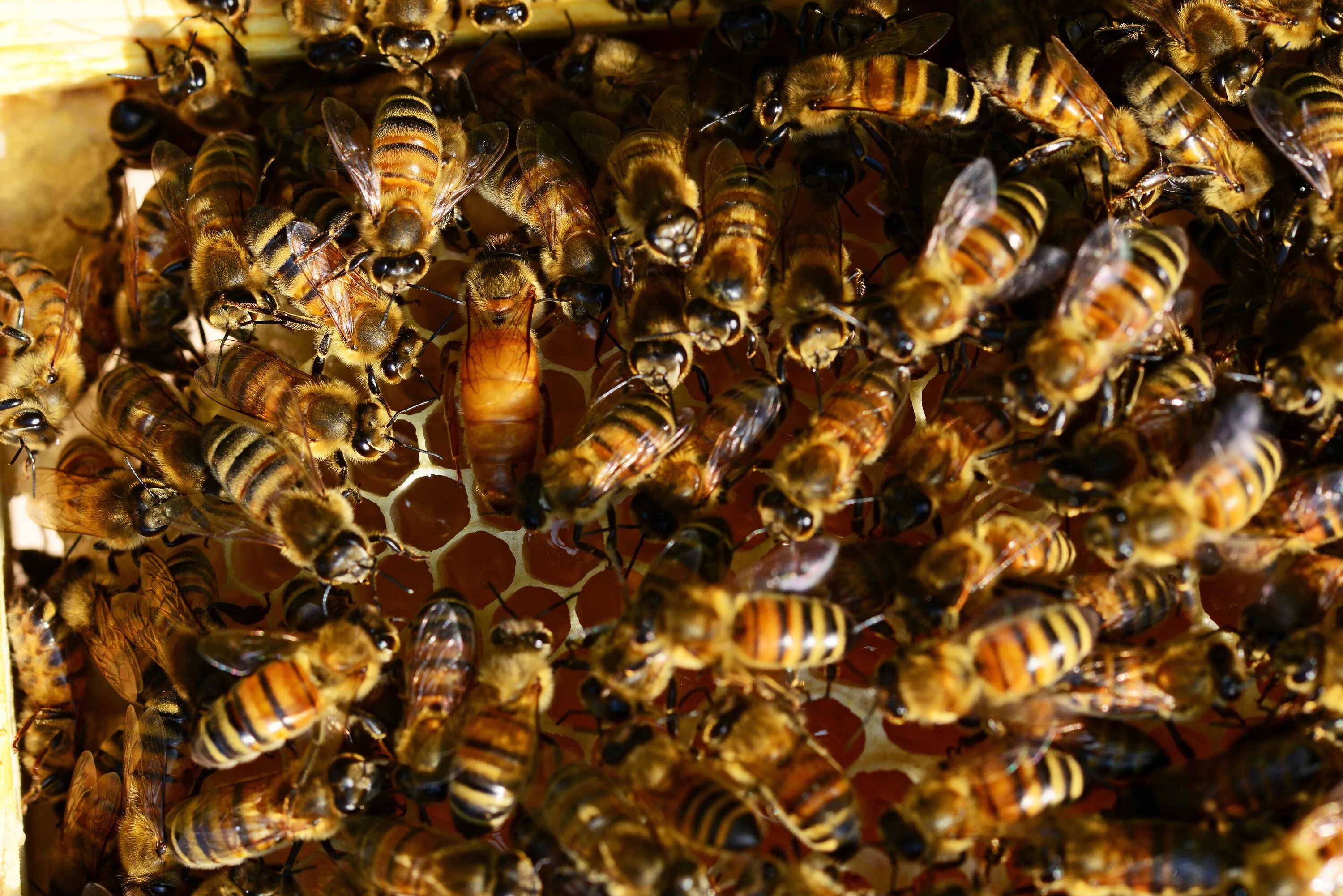 Купить семью пчел. Пчелиная матка. Семья пчел. Матка пчелы. Пчелиная семья.