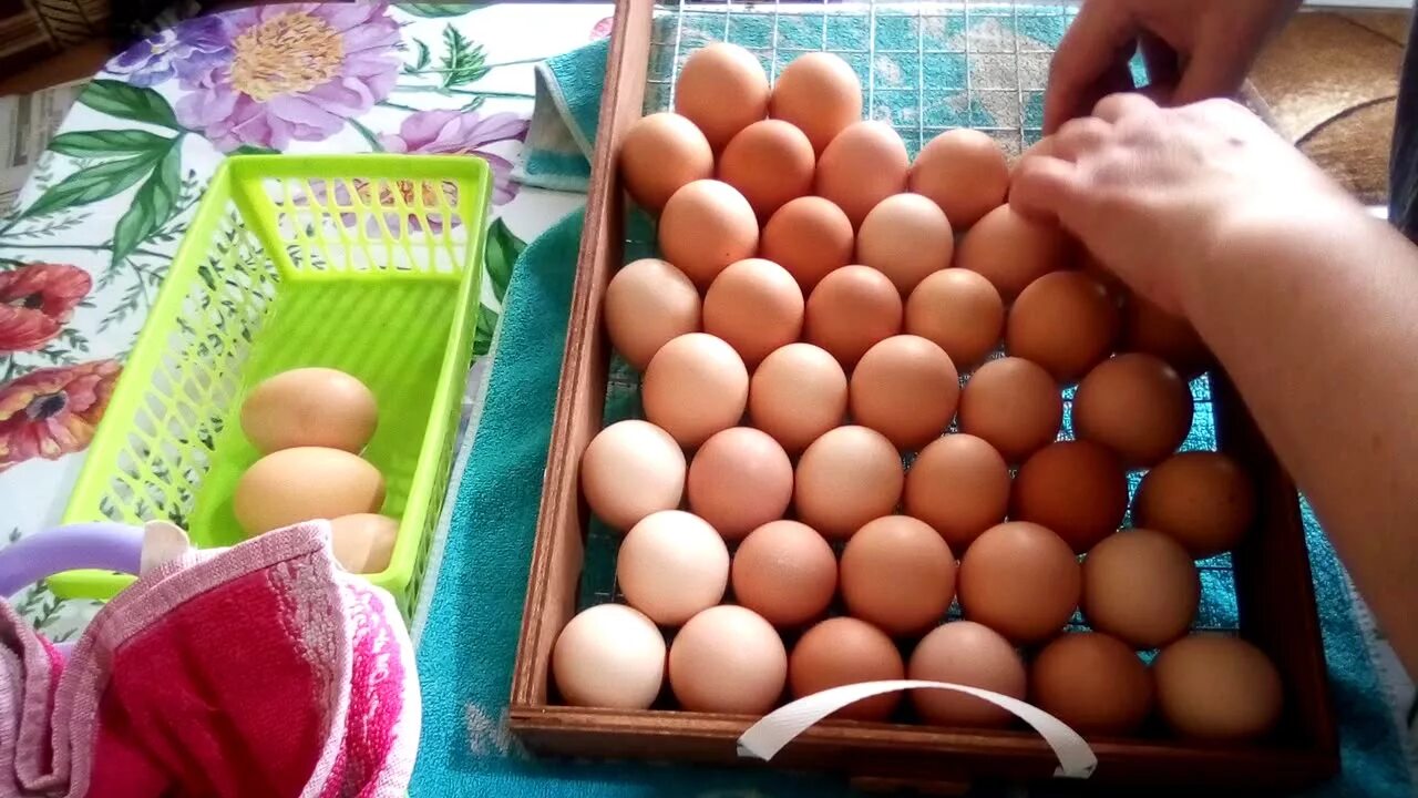 Инкубатор блиц база на 630 яиц. Инкубатор блиц 72 гусиные яйца. Укладка яиц в инкубатор блиц. Укладывание гусиных яиц в лотки. Закладка яиц в инкубатор блиц