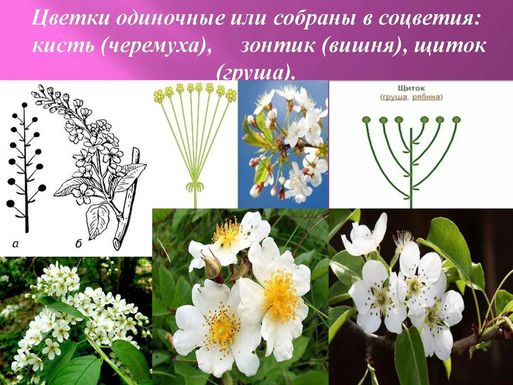 Особенности строения цветка и соцветия розоцветных. Розоцветные соцветие зонтик. розоцветные соцветие вишня. розоцветные растения соцветия. яблоня соцветие щиток.
