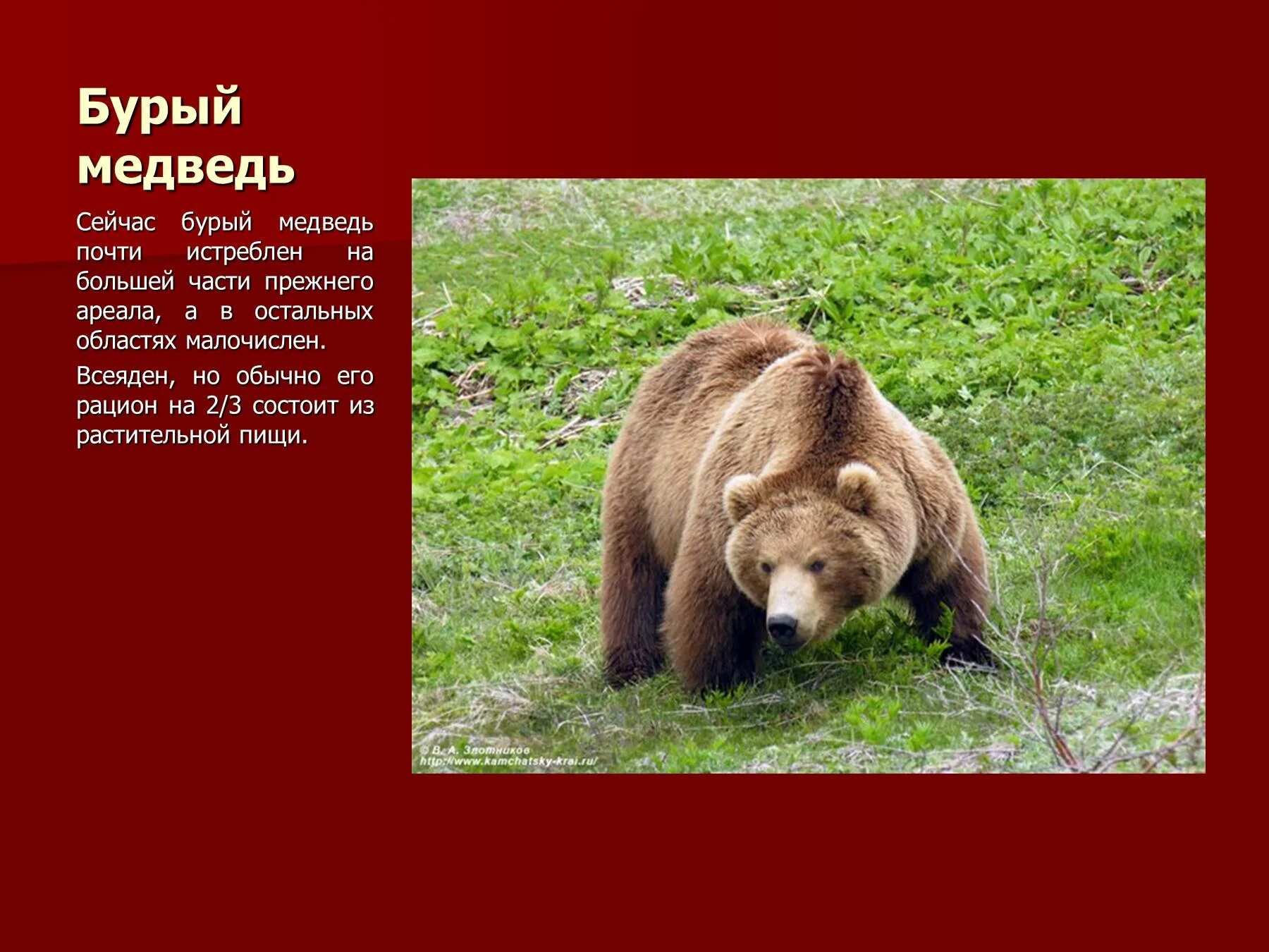 Почему медведи занесены в красную книгу. Бурый медведь в Оренбургской области. Животные из красной книги. Животные из красной книги Оренбургской области. Животные красной книги медведь.