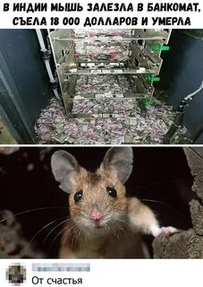 Однажды мышь запрыгнула на самый верх банки