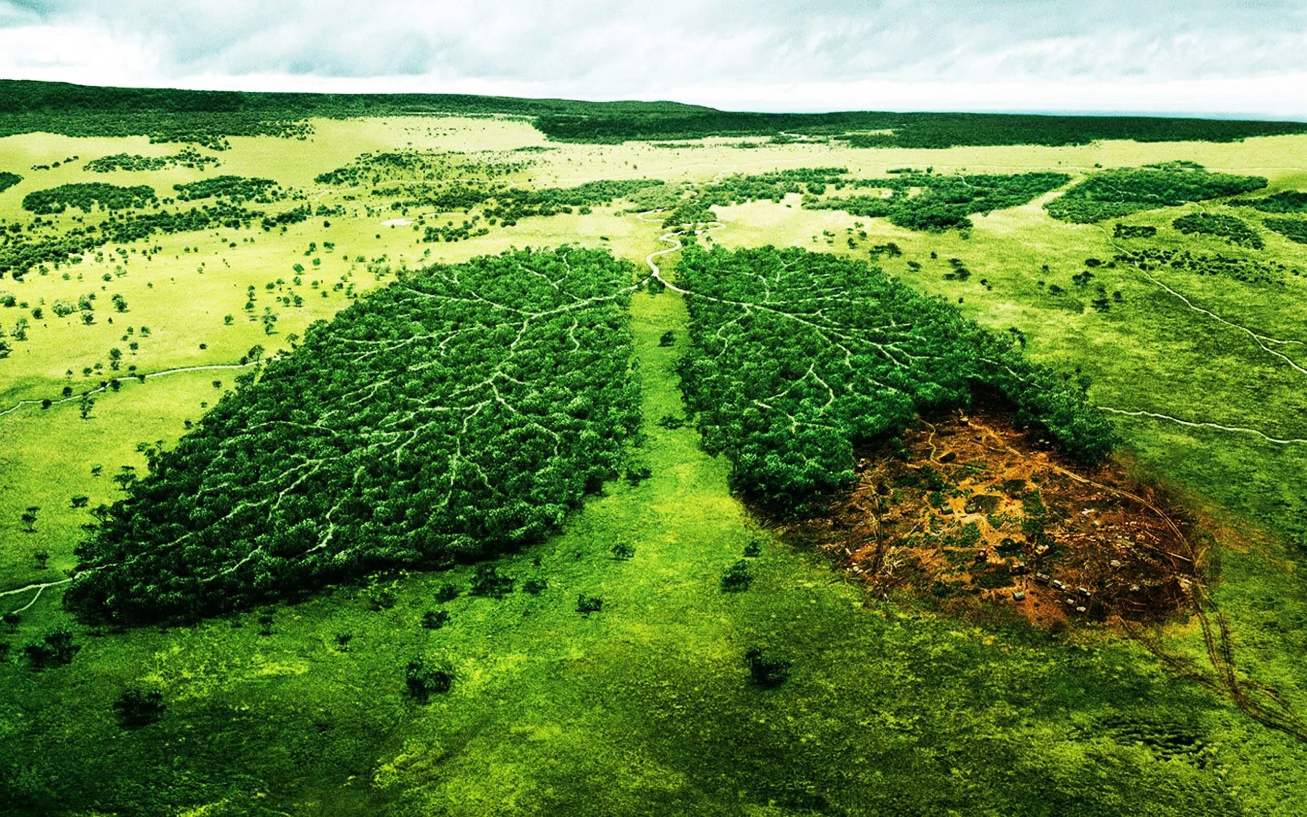 The nature is also. Долина Мехико обезлесение. Обезлесение Перу. Вырубка леса. Легкие планеты.