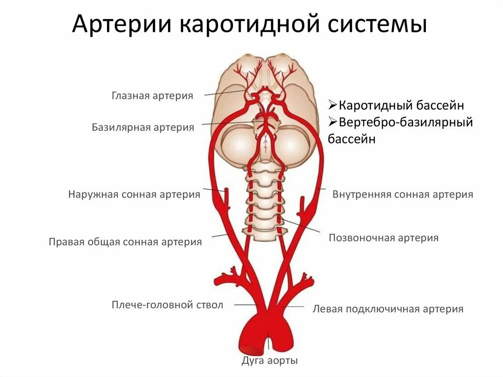 Вертебро базилярная инсульт. Каротидная система кровоснабжения головного мозга. Зоны кровоснабжение головного мозга схема. Кровоснабжение головного мозга, система сонных артерий.. Наружная Сонная артерия кровоснабжает головной мозг.