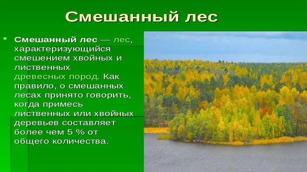 Смешанные леса 4 класс проект