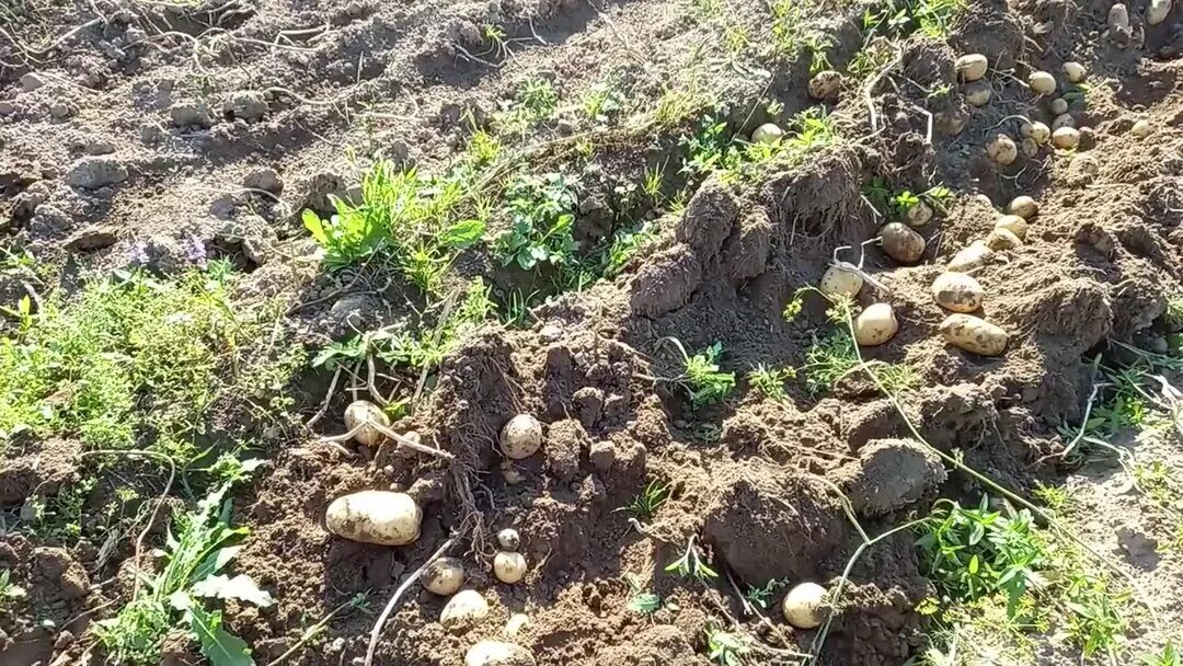 Когда можно выкапывать картошку на зиму