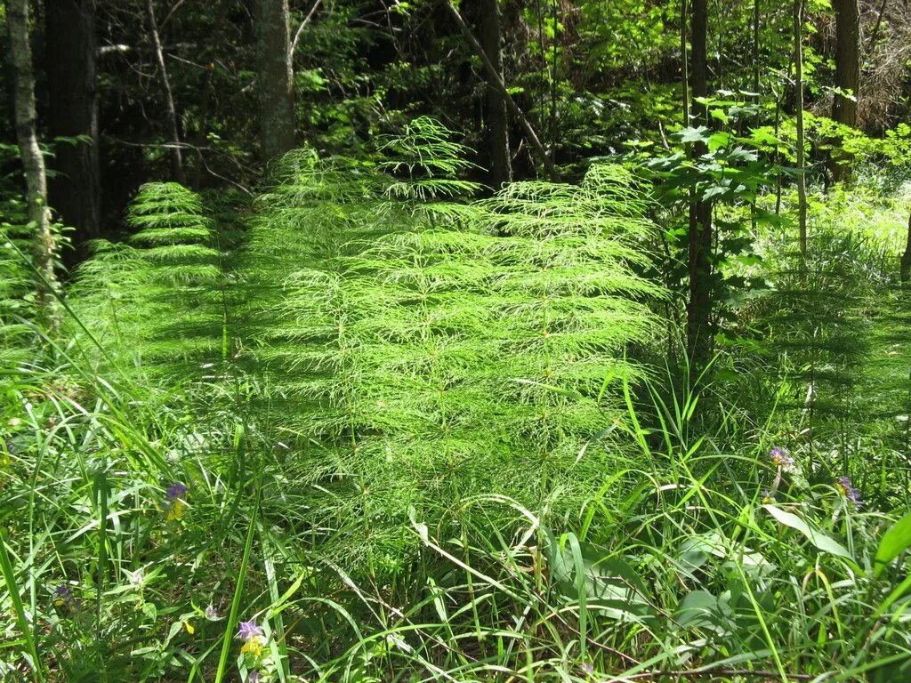 Equisetum sylvaticum. Equisetum sylvaticum l.. Хвощ Лесной. Хвощ лесно1
